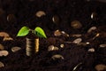 money is growing, Golden coins in soil with young plant. Money growth concept Royalty Free Stock Photo