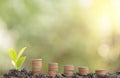 Money growing plants on stack coins in soil and green background blurred, warm light atmosphere. Investment and business growth, Royalty Free Stock Photo