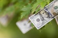 Money growing on tree, cash crop