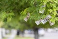 Money growing on tree, cash crop Royalty Free Stock Photo