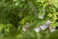 Money growing on tree, cash crop Royalty Free Stock Photo