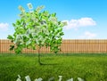 Money growing Royalty Free Stock Photo