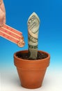 Money grows 2