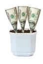 Money grows in a flowerpot Royalty Free Stock Photo