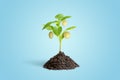 Money grows on a planted seedling Royalty Free Stock Photo