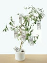 Money grows on trees Royalty Free Stock Photo