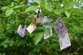 Money grows on trees Royalty Free Stock Photo