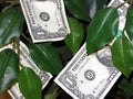 Money Grows on Trees! Royalty Free Stock Photo