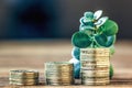 Money growth concept. Financial growth concept with stacks of golden coins and money tree(crassula plant). Royalty Free Stock Photo