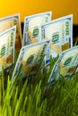 Money growth: dollar bills in green grass Royalty Free Stock Photo