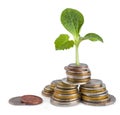 Money growth or ecology concept Royalty Free Stock Photo