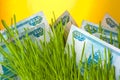 Money growth: ruble bills in green grass.