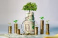 Money growth Saving money. Upper tree coins to shown concept of growing business Royalty Free Stock Photo