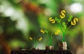 Money growth in soil and tree concept, business success finance , dollar money tree Royalty Free Stock Photo