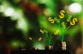 Money growth in soil and tree concept, business success finance , dollar money tree Royalty Free Stock Photo