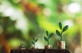 Money growth in soil and tree concept, business success finance