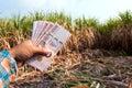 Money in hand sugarcane farmers, banknote money thai baht in the hand at sugarcane plantation field in sugar cane harvest season