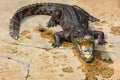 Money inside crocodile's mouth, crocodile world, Thailand