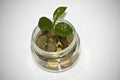 Money in jar. Plant Growing In Savings Coins - Investment And Interest Concept Royalty Free Stock Photo