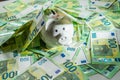 Money pig on the background of money bills of 100 euros, piggy bank covered with euro bills Royalty Free Stock Photo