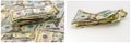 Money pile crumpled cash wallpaper Royalty Free Stock Photo