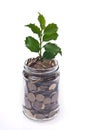 Money and plant Royalty Free Stock Photo