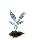 Money plant Royalty Free Stock Photo