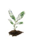 Money plant Royalty Free Stock Photo