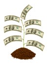 Money plant