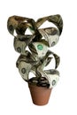 Money Plant with clipping path