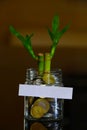 Money Plant concept Royalty Free Stock Photo