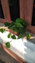 Money plant or Epipremnum aureum