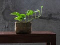 Money plant, golden pothos, Drevi`s ivy, Epipremnum aureum plant. Royalty Free Stock Photo