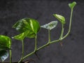 Money plant, golden pothos, Drevi`s ivy, Epipremnum aureum plant. Royalty Free Stock Photo