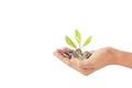 Money plant growing from coins in hand Royalty Free Stock Photo