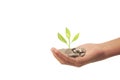 Money plant growing from coins in hand Royalty Free Stock Photo