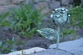 Money plant growing from crack in concrete Royalty Free Stock Photo