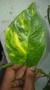 money plant hand color phool