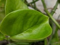 Money Plant Leaf Closeup Shot