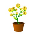 Money plant