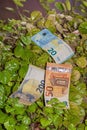 money plant plectranthus verticillatus with money bills