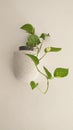 Money plant/ pothos - indoor gardening ideas /DIY ideas