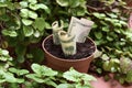 Money plant