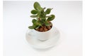 Money plant in a tea cup Royalty Free Stock Photo