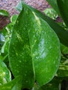 Money plant tree leaf / leaves with water drops / droplets Royalty Free Stock Photo