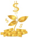 Money plant Royalty Free Stock Photo