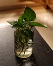 Money plant in water pot