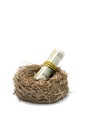 Money roll in nest on white Royalty Free Stock Photo