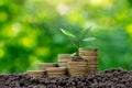 Money-saving,Growing Money,Finance And Investment concept.Plants growing up on stack coins.Business growth,development and success Royalty Free Stock Photo