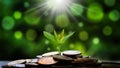 Trees grow on coins and natural light on a natural green background